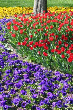 çiçek bahar çiçek açan çiçeği doğa parkı