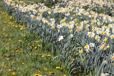Chemnitz bahar Parkı doğa manzara bitki yeşil taze