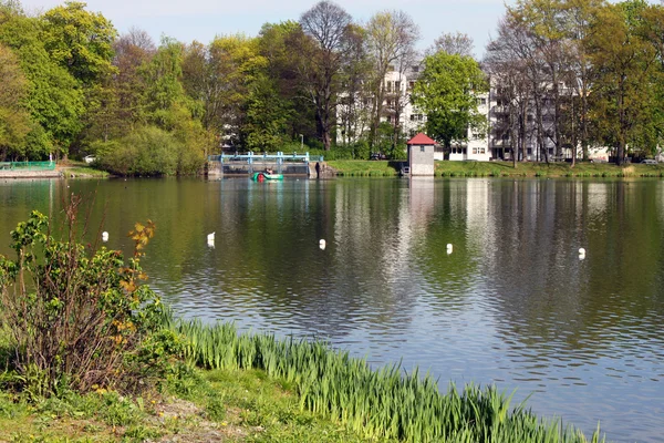 Chemnitz jaro park přírody krajiny rostlin zelený čerstvý — Stock fotografie