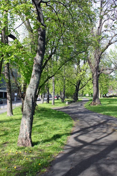 Chemnitz parco primaverile natura paesaggio pianta verde fresco — Foto Stock