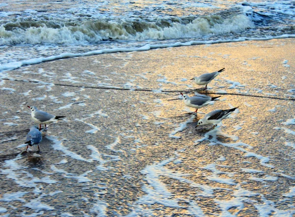 Agua de mar playa Usedom Alemania olas bálticas tiempo — Foto de Stock