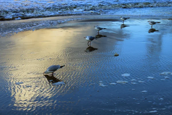 海水海岸海滩 Usedom 德国波罗的海天气 — 图库照片