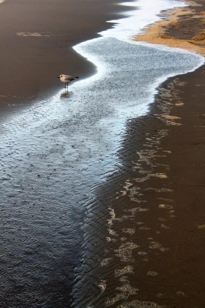 水景观乌泽多姆德国海岸海滩自然波罗的海 — 图库照片