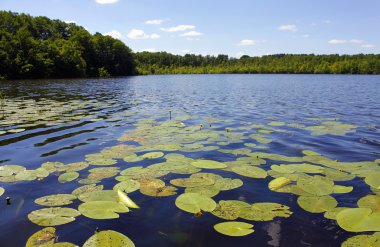 Teich Wasser doğa manzarasına bakın