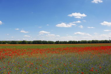 Mohn blume haşhaş çiçek doğa manzara