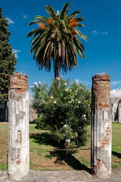 Palmen und Säulenreste am Haus des Faun in Pompeji — Stockfoto