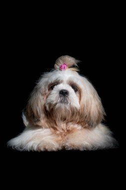 Güzel Shih tzu şov sınıfı köpeği. Stüdyoda siyah arka planda beyaz portre.