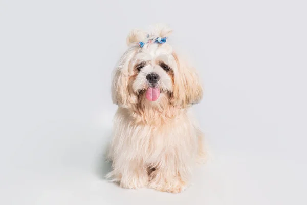 Vacker Shih Tzu Visa Klass Hund Vit Porträtt Studio Vit Royaltyfria Stockbilder