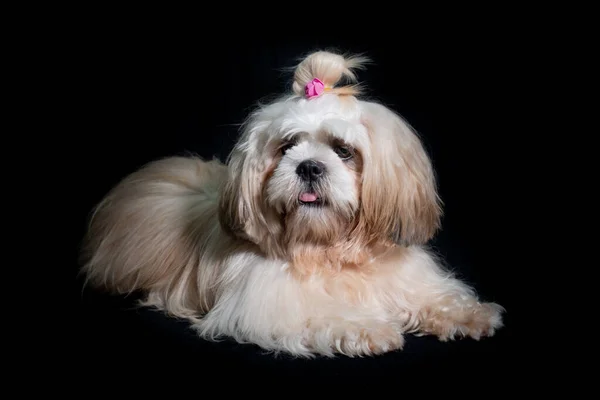 Beautiful Shih Tzu Show Class Dog White Portrait Studio Black Stock Picture