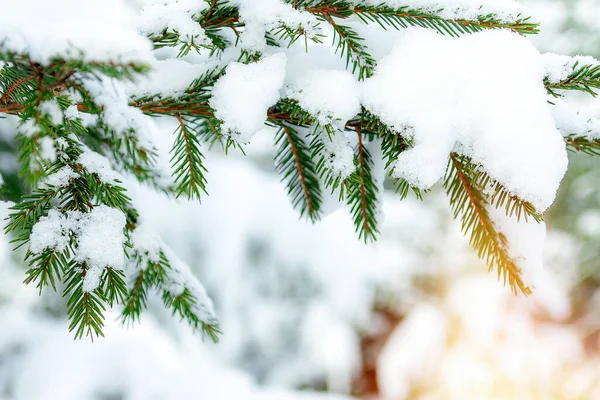 圣诞树的枝子上长满了白雪 照片中的贺卡 圣诞气氛 — 图库照片