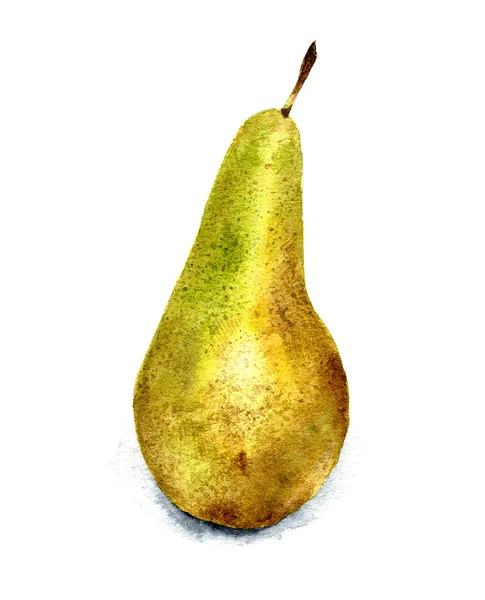 Hand drawn watercolor illustration of pear. — Stock Photo, Image