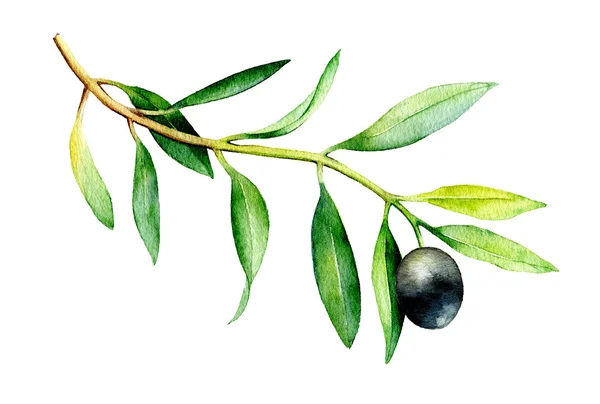 水彩插图的孤立的白色背景上的橄榄枝. — 图库照片