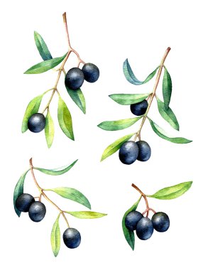 El kümesi suluboya zeytin dalı çizilmiş.