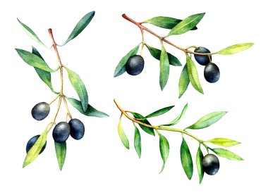 El kümesi suluboya zeytin dalı çizilmiş.