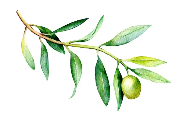 Illustrazione dell'acquerello di oliva ramo isolato su priorità bassa bianca. — Foto Stock