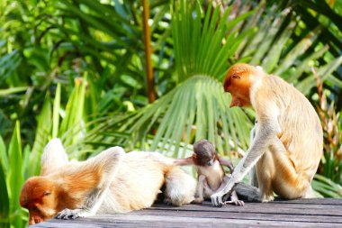 Güzel bir maymunun fotoğrafı Nasalis larvası tropik ada ormanının arka planına karşı..