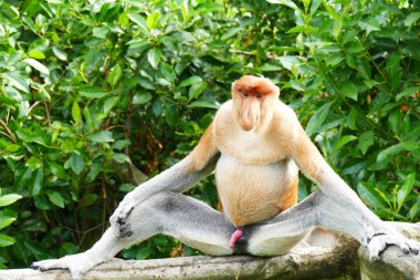 Photo picture of a beautiful monkey nasach Nasalis larvatus against the backdrop of the tropical island jungle. clipart