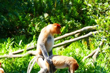 Photo picture of a beautiful monkey nasach Nasalis larvatus against the backdrop of the tropical island jungle. clipart
