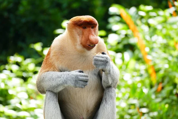 Foto Bild Eines Schönen Affen Nasalis Larve Vor Dem Hintergrund — Stockfoto