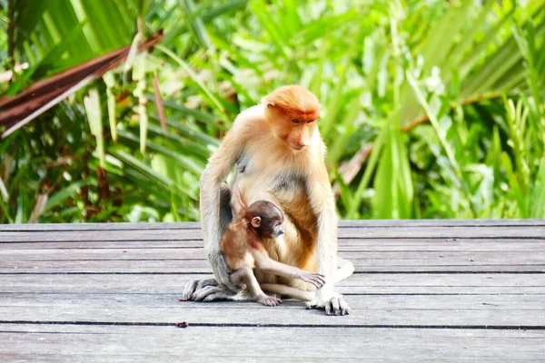 Fotografie Foto Unei Maimuțe Frumoase Nasach Nasalis Larvatus Fundalul Junglei — Fotografie, imagine de stoc