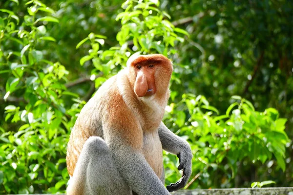Zdjęcie Pięknej Małpy Nasach Nasalis Larvatus Tle Tropikalnej Dżungli Wyspy — Zdjęcie stockowe