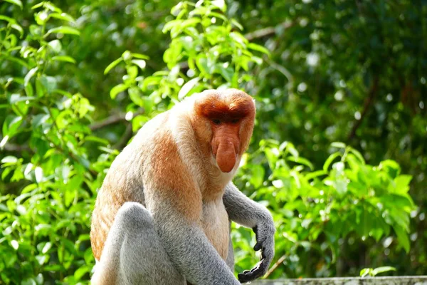 Foto Belo Macaco Nasach Nasalis Larvatus Contra Pano Fundo Selva — Fotografia de Stock