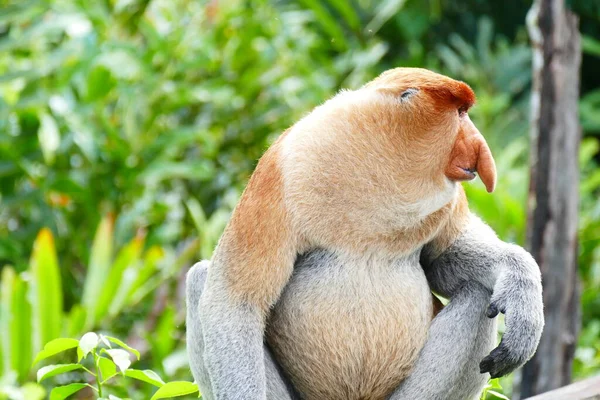 Foto Van Een Prachtige Aap Nasach Nasalis Larvatus Tegen Achtergrond — Stockfoto