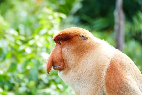 在热带岛屿丛林的背景下 一只美丽的猴子鼻孔的照片 — 图库照片