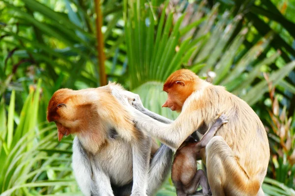 Foto Belo Macaco Nasach Nasalis Larvatus Contra Pano Fundo Selva — Fotografia de Stock