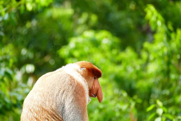 Zdjęcie Pięknej Małpy Nasach Nasalis Larvatus Tle Tropikalnej Dżungli Wyspy — Zdjęcie stockowe