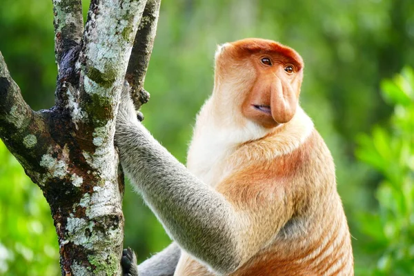 Foto Van Een Prachtige Aap Nasach Nasalis Larvatus Tegen Achtergrond — Stockfoto