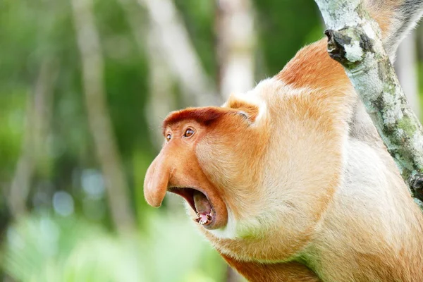 Foto Hermoso Mono Nasach Nasalis Larvatus Contra Telón Fondo Selva — Foto de Stock