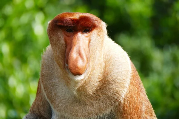 Foto Hermoso Mono Nasach Nasalis Larvatus Contra Telón Fondo Selva — Foto de Stock