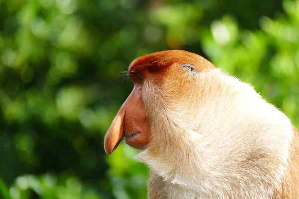 Foto Belo Macaco Nasach Nasalis Larvatus Contra Pano Fundo Selva — Fotografia de Stock