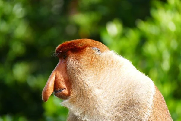 Foto Belo Macaco Nasach Nasalis Larvatus Contra Pano Fundo Selva — Fotografia de Stock