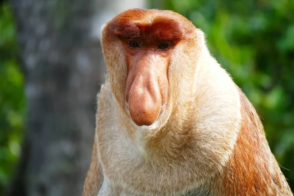 Foto Van Een Prachtige Aap Nasach Nasalis Larvatus Tegen Achtergrond — Stockfoto