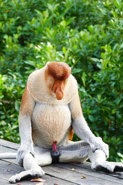 Foto Belo Macaco Nasach Nasalis Larvatus Contra Pano Fundo Selva — Fotografia de Stock