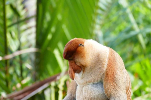 Foto Van Een Prachtige Aap Nasach Nasalis Larvatus Tegen Achtergrond — Stockfoto