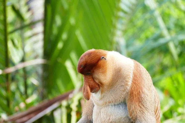 Foto Van Een Prachtige Aap Nasach Nasalis Larvatus Tegen Achtergrond — Stockfoto