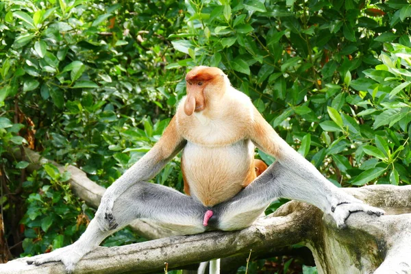 Foto Belo Macaco Nasach Nasalis Larvatus Contra Pano Fundo Selva — Fotografia de Stock