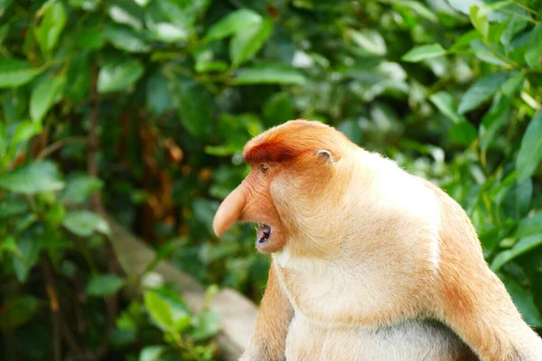 Foto Van Een Prachtige Aap Nasach Nasalis Larvatus Tegen Achtergrond — Stockfoto