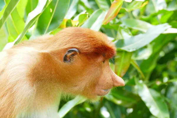 在热带岛屿丛林的背景下 一只美丽的猴子鼻孔的照片 — 图库照片