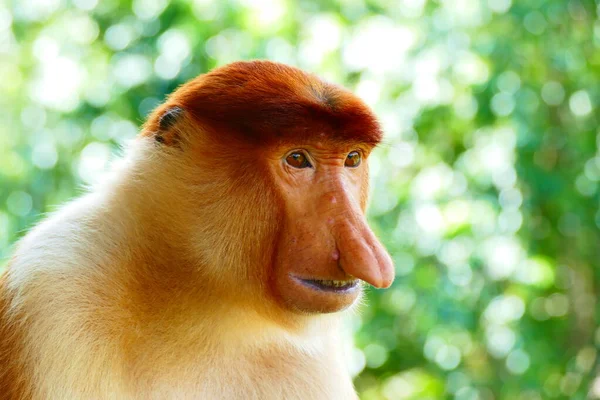 Photo Picture Beautiful Monkey Nasach Nasalis Larvatus Backdrop Tropical Island — Stock Photo, Image