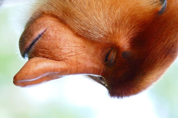 Foto Hermoso Mono Nasach Nasalis Larvatus Contra Telón Fondo Selva — Foto de Stock