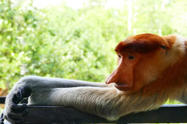 Foto Belo Macaco Nasach Nasalis Larvatus Contra Pano Fundo Selva — Fotografia de Stock