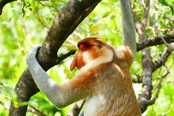 Foto Van Een Prachtige Aap Nasach Nasalis Larvatus Tegen Achtergrond — Stockfoto