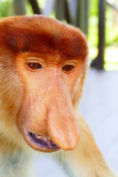 Foto Hermoso Mono Nasach Nasalis Larvatus Contra Telón Fondo Selva — Foto de Stock