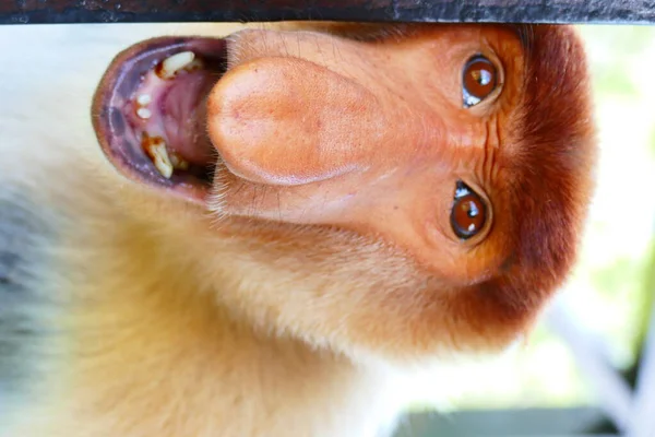 Foto Belo Macaco Nasach Nasalis Larvatus Contra Pano Fundo Selva — Fotografia de Stock