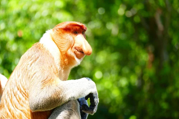 Foto Belo Macaco Nasach Nasalis Larvatus Contra Pano Fundo Selva — Fotografia de Stock