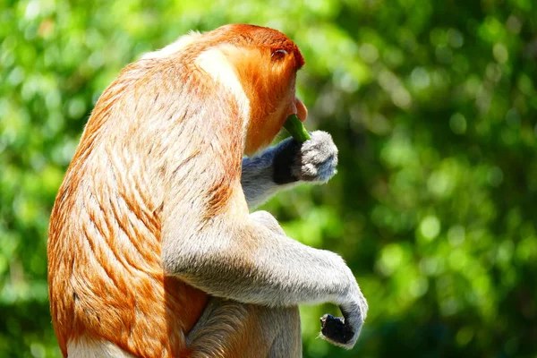 Foto Belo Macaco Nasach Nasalis Larvatus Contra Pano Fundo Selva — Fotografia de Stock